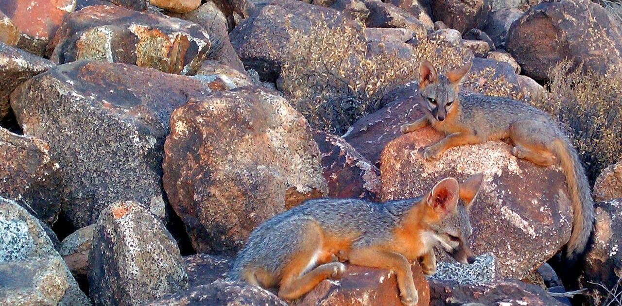 Foxes